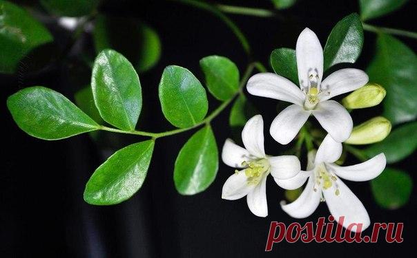 Праздничное, яркое настроение и бергамот &#8212; Планета и человек