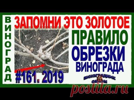 🍇 ПОМНИ! ЭТУ ОШИБКУ при ОБРЕЗКЕ совершают ВСЕ НАЧИНАЮЩИЕ.Как обрезать виноград по золотому правилу