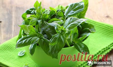 Обед с базиликом: 4 простых и вкусных рецепта