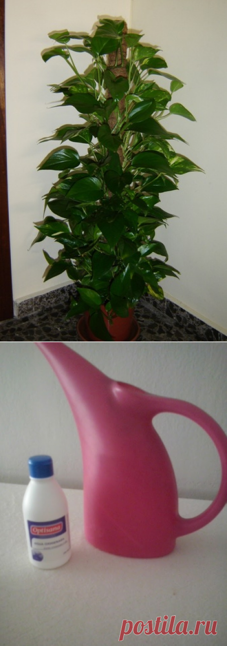 Перекись водорода для домашних растений.