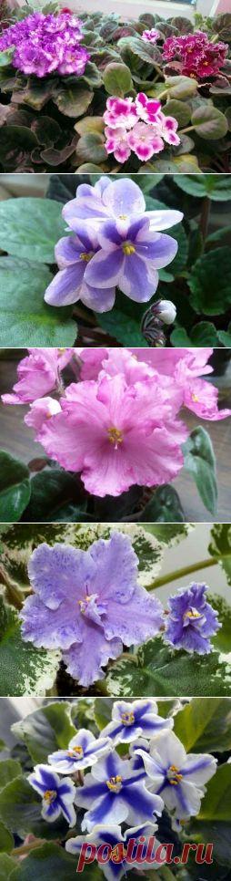 ​Узамбарская фиалка - Садоводка