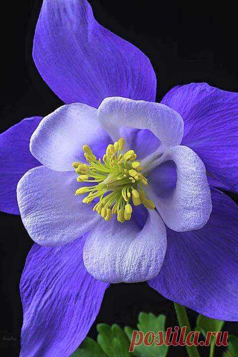 Google+