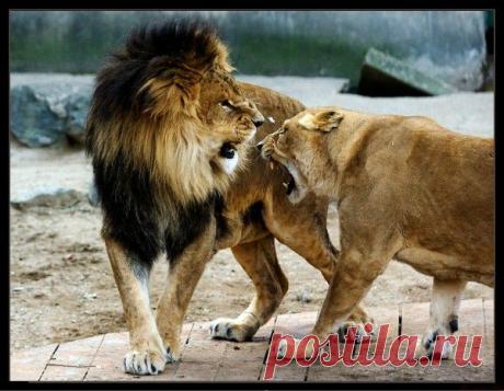 Фото Без названия. Альбом ЦАРЬ ЗВЕРЕЙ - 50 фото. Фотографии ⊰✿⊱ ОЛЬГА ⊰✿⊱.