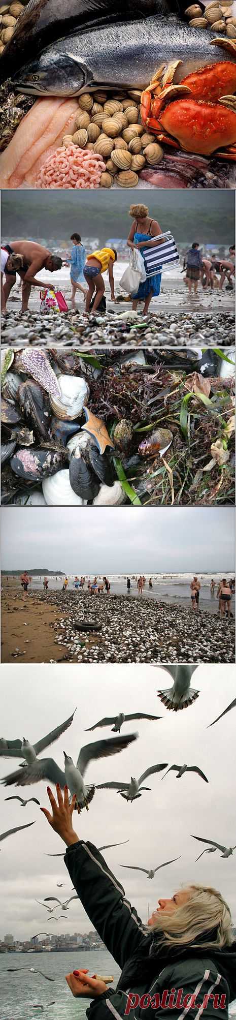после тайфуна "Баловен".: ВЛАДИВОСТОК - ЛУЧШИЙ ГОРОД ЗЕМЛИ!