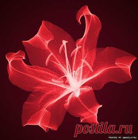 Рентгеновские цветы