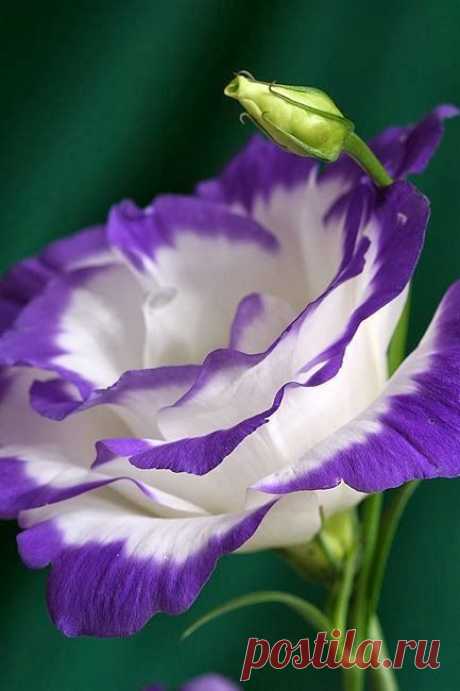 Lisianthus | garden ideas