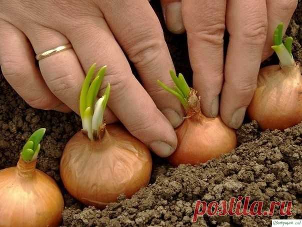 Секреты зеленого лука