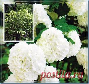 Калина Бульденеж (сорт Снежный шар)–посадка, размножение и выращивание | Сайт о саде, даче и комнатных растениях.