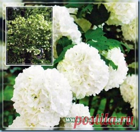 Калина Бульденеж (сорт Снежный шар)–посадка, размножение и выращивание | Сайт о саде, даче и комнатных растениях.
