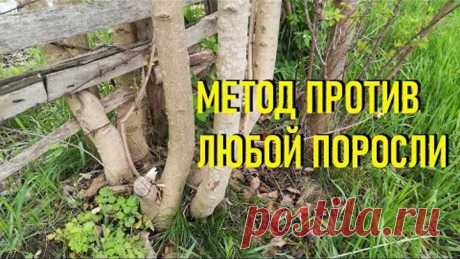 Как избавиться от поросли деревьев и кустарников на участке