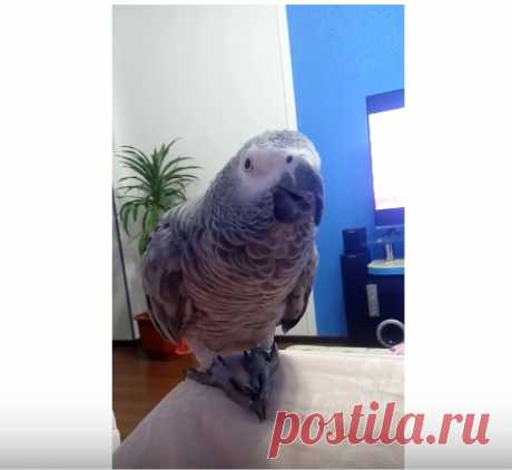 "Ромочка! Почухай!" 
Это просто нечто! Невероятно интеллигентная, милейшая птица! Очень трогательное видео с попугаем, который хочет, чтобы хозяин уделил ему хоть капельку внимания))
https://www.youtube.com/watch?v=R32uM…