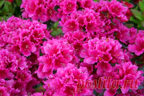 (12) Facebook