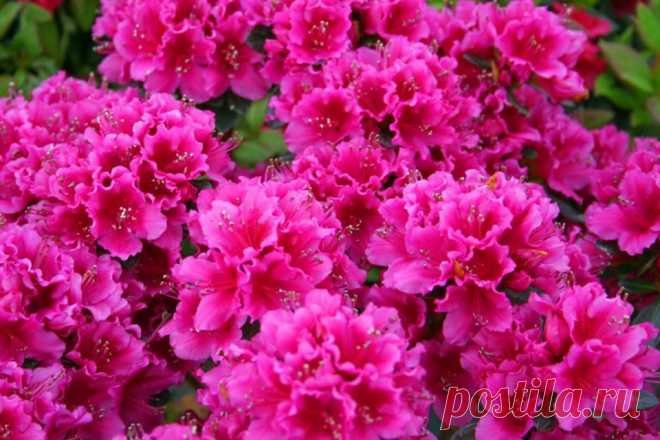 (12) Facebook