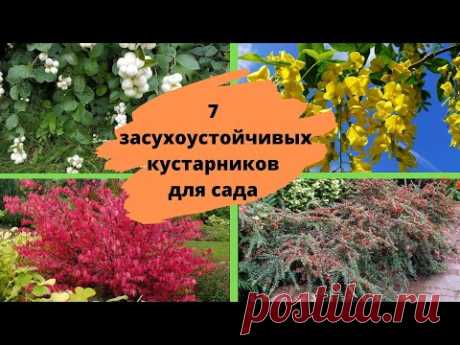 Засухоустойчивые неприхотливые кустарники для сада, которые практически не требуют ухода