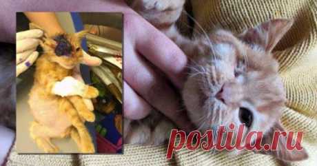 «Держись, Соломинка!». Котик смог победить смертельную болезнь – на удивление всем!) История кота по кличке Соломинка началась около месяца назад. Тогда его нашли на улице волонтёры из города Александрия. У животного был очень серьезно инфицирован глаз.

Состояние кота было критическим, поэтому волонтёры приняли решение отправить его на лечение в Днепр.



Днепровские зоозащит