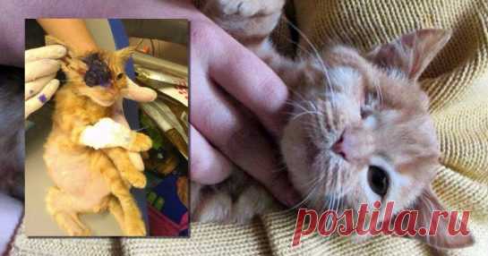 «Держись, Соломинка!». Котик смог победить смертельную болезнь – на удивление всем!) История кота по кличке Соломинка началась около месяца назад. Тогда его нашли на улице волонтёры из города Александрия. У животного был очень серьезно инфицирован глаз.

Состояние кота было критическим, поэтому волонтёры приняли решение отправить его на лечение в Днепр.



Днепровские зоозащит