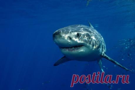 Теперь мы знаем, как выглядит акула изнутри