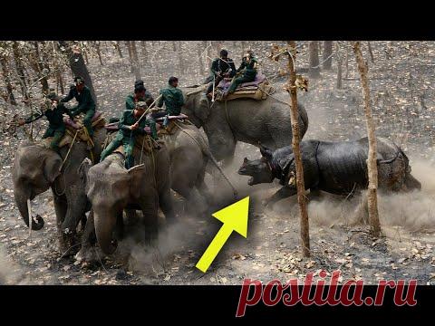 Носорог в Деле! Уничтожает... / Видео: Животные