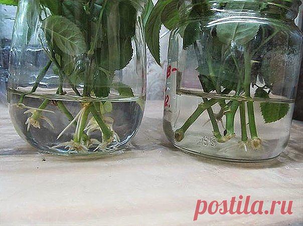 НАТУРАЛЬНЫЕ СТИМУЛЯТОРЫ ОБРАЗОВАНИЯ КОРНЕЙ