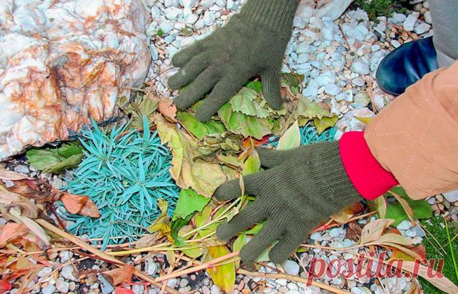 Боитесь, что лаванда не перезимует? Просто укрывайте ее правильно! | Полезные статьи на блоге Беккер