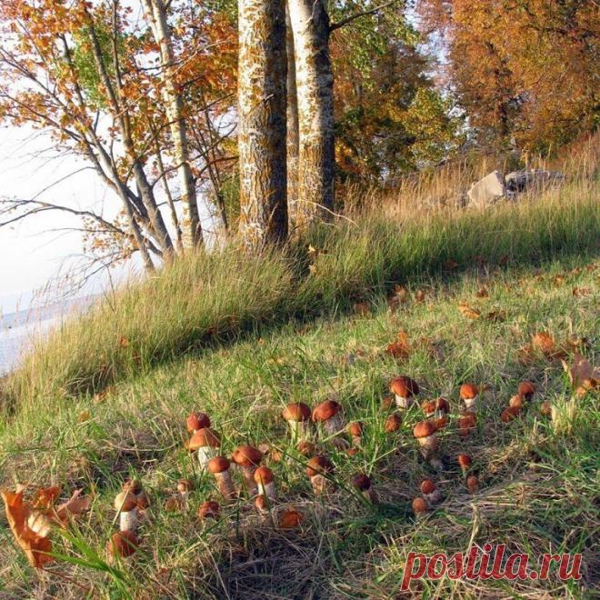 Хоть косой коси... МЕЧТА!