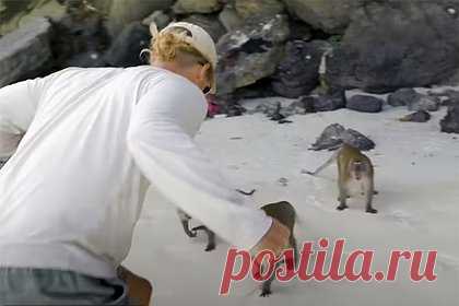 Блогер сразился с разъяренной обезьяной ради спасения сына. Блогер сразился с агрессивной обезьяной, которая напала на его годовалого сына на пляже в Таиланде. После инцидента семье пришлось обратиться к врачам для получения прививок от столбняка и бешенства. Мужчина и его супруга путешествуют по миру на яхте уже девять лет, зарабатывая на рекламе в соцсетях.