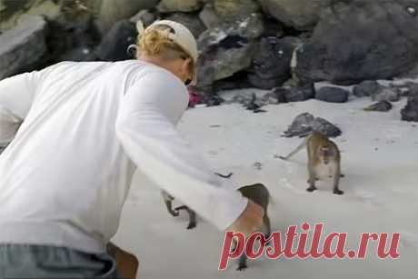 Блогер сразился с разъяренной обезьяной ради спасения сына. Блогер сразился с агрессивной обезьяной, которая напала на его годовалого сына на пляже в Таиланде. После инцидента семье пришлось обратиться к врачам для получения прививок от столбняка и бешенства. Мужчина и его супруга путешествуют по миру на яхте уже девять лет, зарабатывая на рекламе в соцсетях.