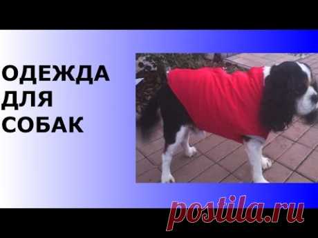 ОДЕЖДА ДЛЯ СОБАК,МАСТЕР-КЛАСС ПО ШИТЬЮ