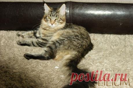 Altais Galaxy 5 месяцев — Питомник Мейн-кунов &quot;Lilium&quot;