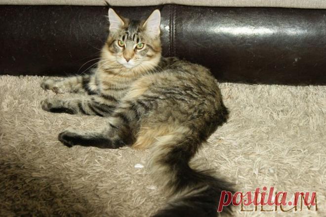 Altais Galaxy 5 месяцев — Питомник Мейн-кунов "Lilium"