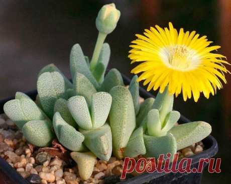 Комнатное растение Лапидария (Lapidaria). Родина лапидарий - каменистые пустыни Намибии. Наряду с литопсами, лапидария является еще одним представителем так называемых &quot;живых камней&quot; (лат. lapis, lapidis - &quot;камень&quot;). Род включает единственный вид - лапидарию Маргареты (L.margarethae). Осенью над похожими на обтесанные камешки листочками появляются  крупные желтые цветки. После цветения появляется пара новых листьев. Растение не поливают, пока старая пара листьев не засохнет.