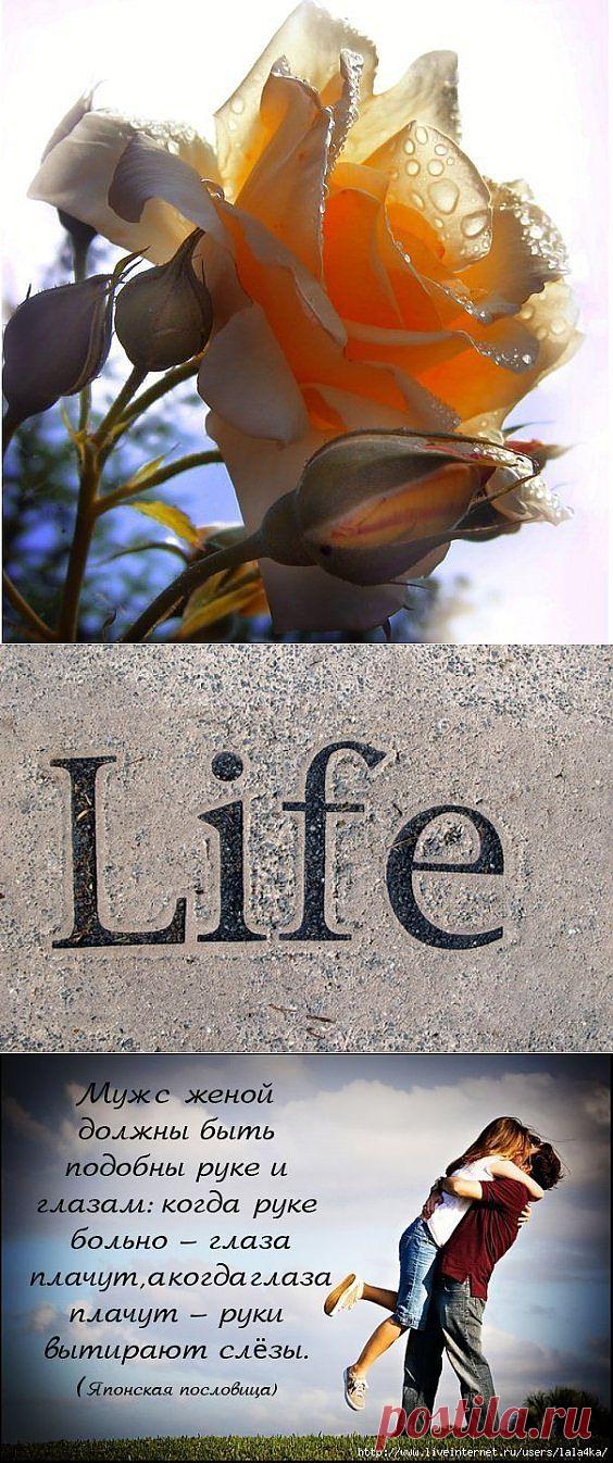 мудрость | Записи в рубрике мудрость | Записная книжка -=Лалы=-