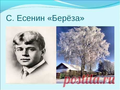 Именно идею красоты русской природы и воплотил Сергей Есенин в образе своей белой берёзы