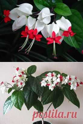 Клеродендрум (Clerodendrum). Описание, виды и уход за клеродендрумом | Флористика на "Добро ЕСТЬ!"