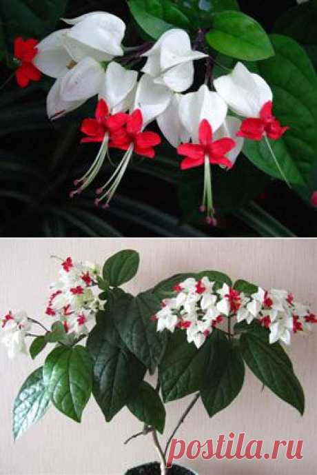 Клеродендрум (Clerodendrum). Описание, виды и уход за клеродендрумом | Флористика на &quot;Добро ЕСТЬ!&quot;