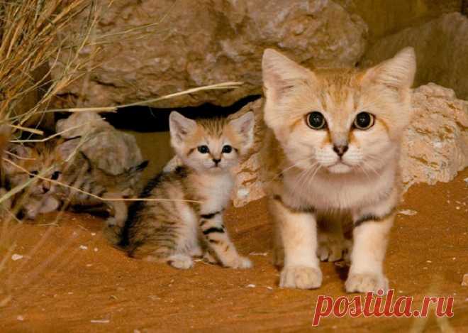 20 редких видов диких кошек, о которых многие и не слышали