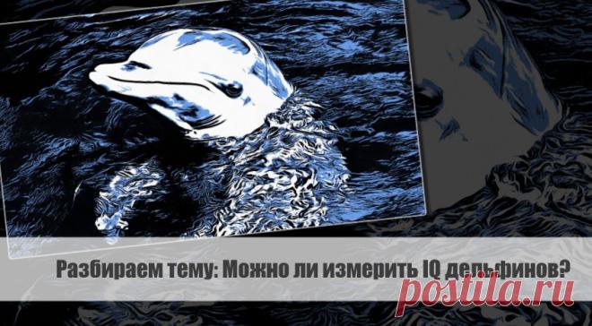 Разбираем тему: Можно ли измерить IQ дельфинов?