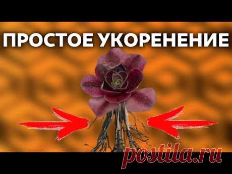 КАК УКОРЕНИТЬ суккулент ЛУЧШИЙ СПОСОБ