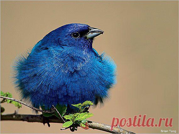 Синие птицы. Овсянковые кардиналы