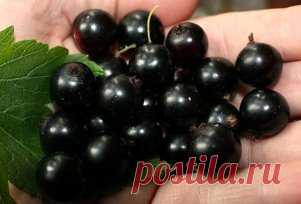 7 СЕКРЕТОВ ХОРОШЕГО УРОЖАЯ ЧЕРНОЙ СМОРОДИНЫ
Сохраните, чтобы не потерять!
Секрет 1: хитрая стратегия
Если мы хотим, чтобы урожай был «гарантированным», самый правильный путь — посадить на участке несколько сортов смородины, которые цветут в разное время. Тогда при весенних заморозках наверняка не весь смородинный цвет пострадает.
Секрет 2: просторная «жилплощадь»
Сажать кусты смородины рекомендуется не ближе чем на 1 метр друг от друга. Некоторые опытные садоводы считают о...