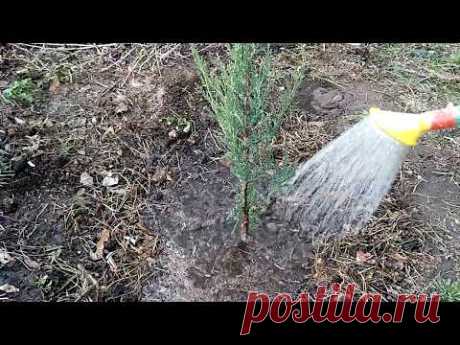 МОЖЖЕВЕЛЬНИК СКАЛЬНЫЙ  🌿БЛЮ ЭРРОУ(BLUE ARROW) ОПИСАНИЕ, ПОСАДКА