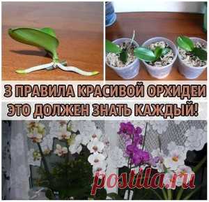 Основные ПРАВИЛА раскоршной ОРХИДЕИ