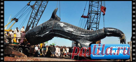 🦈😨😱 САМЫЕ большие рыбы и УЛОВОВ в мире. Вы будете ШОКированы увиденным! Любой рыбак мечтает поймать настоящий трофей. Некоторым счастливчикам удача улыбается настолько, что дарит шанс поймать реально выдающийся улов,
