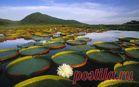 Victoria Regia Water Lily and Lily Pads by miquitos  /  https://photographyblogger.net  |  35 Beautiful Water Lily Pictures