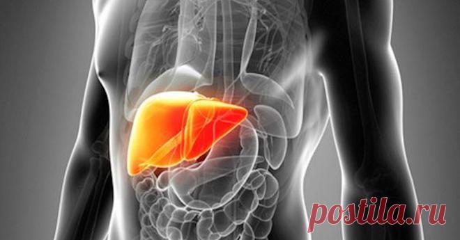 3 средства очистят печень, почки, избавят от вздутия, отёков и активизируют похудение - Живите Здорово! - медиаплатформа МирТесен
