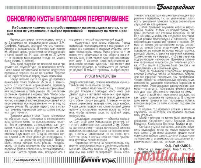 Обновление кустов винограда благодаря прививке