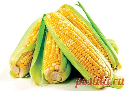 Секреты варки идеальной кукурузы — Вкусные рецепты