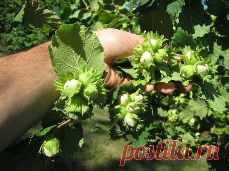 Как создать ореховый сад
Лещина и фундук – редкие гости на наших садовых участках. И это довольно странно, если учесть, сколько стоит один килограмм орехов. На участке в четыре сотки можно создать целый сад из фундуков, которые будут хорошо плодоносить.
О ПОЧВЕ
Фундук предпочитает легкие по механическому составу и богатые органикой почвы. Если земля на участке другая, то ее надо подкорректировать, добавив в посадочную яму песка и перегноя. Причем перегноя нужно сравнительн...