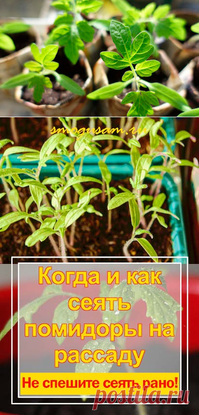 Как и когда сеять семена помидоров на рассаду
#томаты #рассада #выращивание #овощи #садиогород #дача #растения