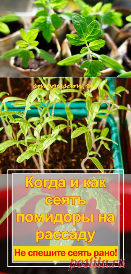 Как и когда сеять семена помидоров на рассаду
#томаты #рассада #выращивание #овощи #садиогород #дача #растения